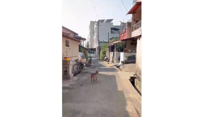 व्हिडिओ सुद्धा सोशल मीडियामध्ये व्हायरल झाला.