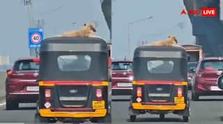 डोगेश भाई का टशन... ऑटो की छत पर VIP मूड में सफर करते आए नजर, जिसने देखा बना लिया वीडियो