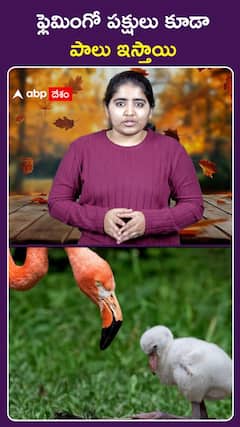 ఫ్లెమింగో పక్షులు కూడా పాలు ఇస్తాయి