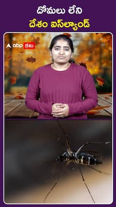 దోమలు లేని దేశం ఐస్ల్యాండ్