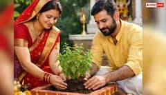 ਮਰਦ ਜਾਂ ਔਰਤ? ਕਿਸ ਨੂੰ ਲਾਉਣਾ ਚਾਹੀਦਾ ਤੁਲਸੀ ਦਾ ਪੌਦਾ, ਕਦੋਂ ਮਿਲੇਗਾ ਜ਼ਿਆਦਾ ਪੁਣ