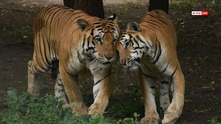 गुजरात ने हासिल किया 'बाघ की मौजूदगी वाले राज्य’ का दर्जा, 36 साल का इंतजार खत्म