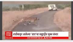 Tara Tiger : ताडोबातून आलेल्या ताराचा सह्याद्रीत मुक्त संचार Special Report