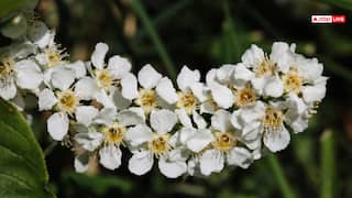 घर पर उगाया यह सफेद फूल बदल सकता है आपकी किस्मत, जानें कैसे होगी लाखों की कमाई?