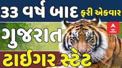 Gujarat recognized Tiger State: 33 વર્ષ બાદ ગુજરાત ફરી એકવાર બન્યુ ટાઇગર સ્ટેટ, NTCAએ કરી જાહેરાત