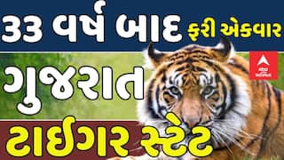 Gujarat recognized Tiger State: 33 વર્ષ બાદ ગુજરાત ફરી એકવાર બન્યુ ટાઇગર સ્ટેટ, NTCAએ કરી જાહેરાત