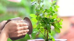 స్త్రీ లేదా పురుషుడు తులసి మొక్కను ఎవరు నాటితే శుభప్రదం!