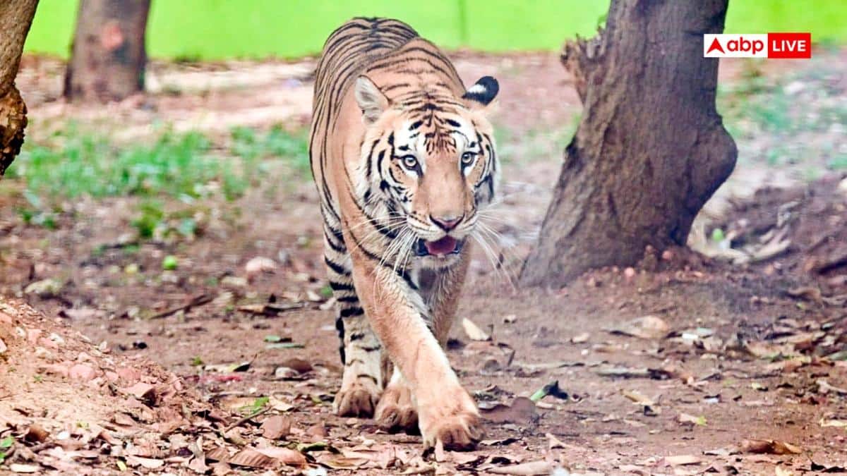 Tiger Rampachodavaram Agency: రంపచోడవరం మన్యం ప్రజల్ని వణికిస్తున్న పెద్దపులి.. జాడ కోసం అధికారుల ప్రయత్నాలు