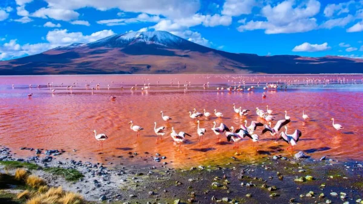 (Image Source: Twitter/@soniacolpo)