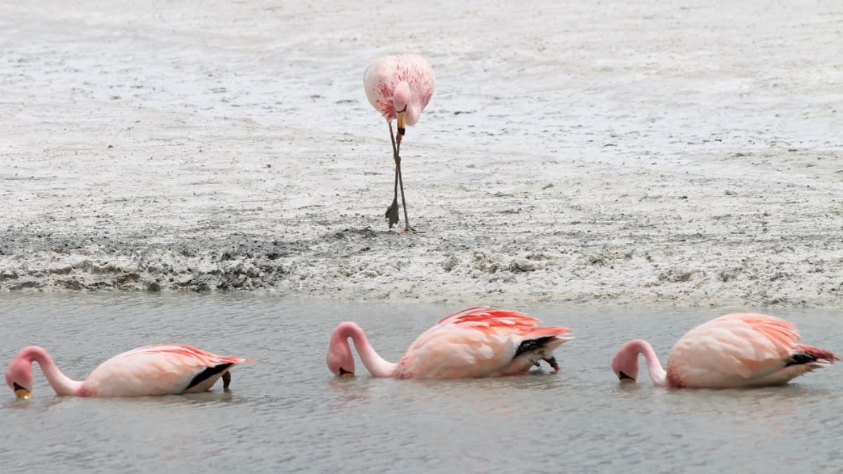 (Image Source: Twitter/@MelsBracelets)