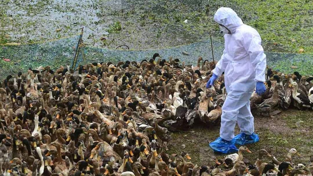 கேரளாவில் பறவைக் காய்ச்சல்: தமிழகத்தில் முன்னெச்சரிக்கை நடவடிக்கைகள் தீவிரம்! எச்சரிக்கை அவசியம்