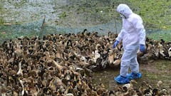 கேரளாவில் பறவைக் காய்ச்சல்: தமிழகத்தில் முன்னெச்சரிக்கை நடவடிக்கைகள் தீவிரம்! எச்சரிக்கை அவசியம்