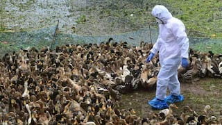 கேரளாவில் பறவைக் காய்ச்சல்: தமிழகத்தில் முன்னெச்சரிக்கை நடவடிக்கைகள் தீவிரம்! எச்சரிக்கை அவசியம்