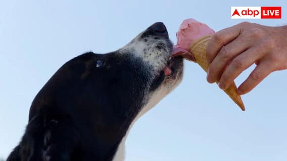 क्या कुत्ते के जूठे खाने से भी हो सकता है रेबीज, जानें कैसे फैलती है यह खतरनाक बीमारी