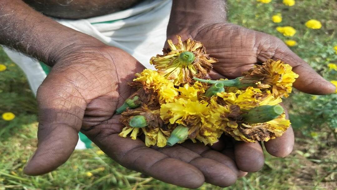 மழை, கடும் பனியால் கருகும் செண்டிப்பூ: சாகுபடி செய்த விவசாயிகள் வேதனை