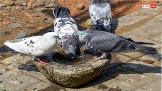 मुंबई में कबूतरों को दाना डालने वाले व्यापारी पर 5 हजार का जुर्माना, देश में पहली बार हुई सजा