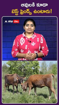 అవులకి కూడా బెస్ట్‌ ఫ్రెండ్స్‌ ఉంటారు!