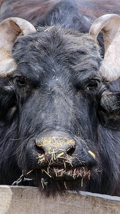 एक मुर्रा भैंस कितने रुपये में मिलती है?