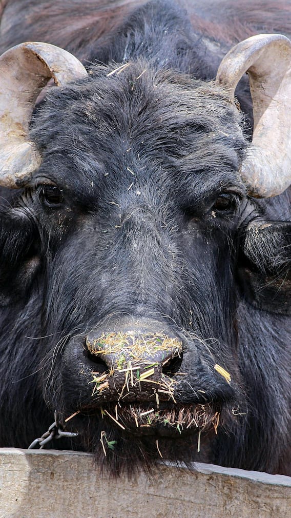 एक मुर्रा भैंस कितने रुपये में मिलती है?