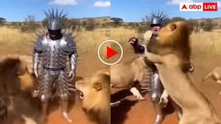 Video: लोहे की ड्रेस पहन खूंखार शेरों के बीच कूदा युवक, आगे जो हुए देखकर नहीं आएगा यकीन