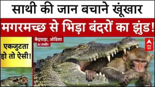 Odisha Breaking: साथी की जान बचाने खूंखार मगरमच्छ से भिड़ा बंदरों का झुंड! | ABP News