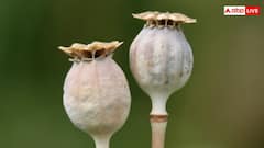 Opium Cultivation India: कहां है देश की अफीम बेल्ट, यहां कितनी होती है इसकी खेती?