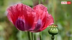 Opium Cultivation India: कहां है देश की अफीम बेल्ट, यहां कितनी होती है इसकी खेती?