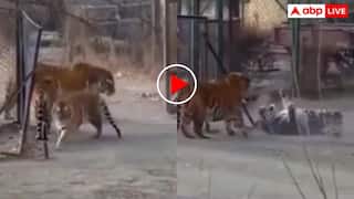 जब बंगाल टाइगर का हुआ साइबेरियन बाघ से सामना, रहम की भीख मांगने लगा जंगली दरिंदा- वीडियो वायरल