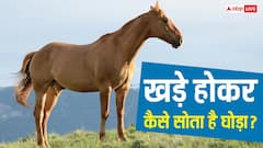 घोड़ा कभी बैठता क्यों नहीं, खड़े-खड़े कैसे पूरी कर लेता है अपनी नींद?