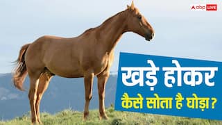 घोड़ा कभी बैठता क्यों नहीं, खड़े-खड़े कैसे पूरी कर लेता है अपनी नींद?