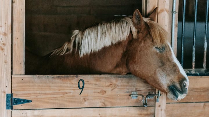 इस अवस्था में दिमाग आंशिक रूप से सतर्क रहता है और शरीर आराम करता है. दिनभर की थकान उतारने के लिए यह नींद काफी होती है. स्टे अपरेटस की मदद से घोड़ा झपकी लेता है, गिरता नहीं और किसी खतरे की स्थिति में तुरंत प्रतिक्रिया दे सकता है.