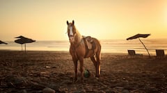 घोड़ा कभी बैठता क्यों नहीं, खड़े-खड़े कैसे पूरी कर लेता है अपनी नींद?