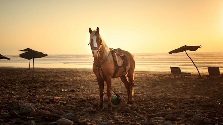 घोड़े का न बैठना उसकी आदत नहीं, बल्कि उसकी शारीरिक बनावट और जैविक मजबूरी है. घोड़ों की रीढ़ की हड्डी सीधी और लंबी होती है. अगर वह लंबे समय तक बैठता या लेटता है तो उसके पेट और फेफड़ों पर अत्यधिक दबाव पड़ता है.