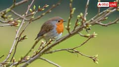 Prehistoric Animals: डायनासोर के साथ धरती पर आये थे ये जानवर, अब तक हैं जिंदा