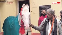 लखनऊ: शिया समुदाय का ईरानी नस्ल का कीमती घोड़ा उन्नाव से बरामद, ऐसे पकड़ा गया आरोपी