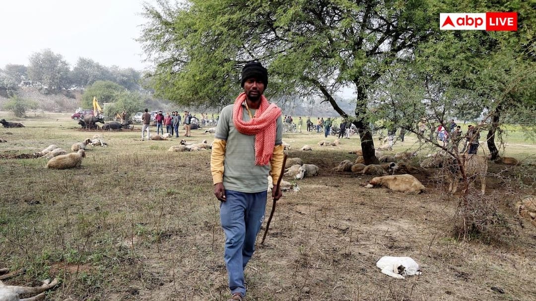 Lucknow sheep mysterious Death after eating food thrown near the Rashtra Prerna Sthal ann लखनऊ में 100 से ज्यादा भेड़ों की रहस्यमयी मौत, राष्ट्र प्रेरणा स्थल के पास फेंका खाना खाया था, CM ने दिए जांच के आदेश