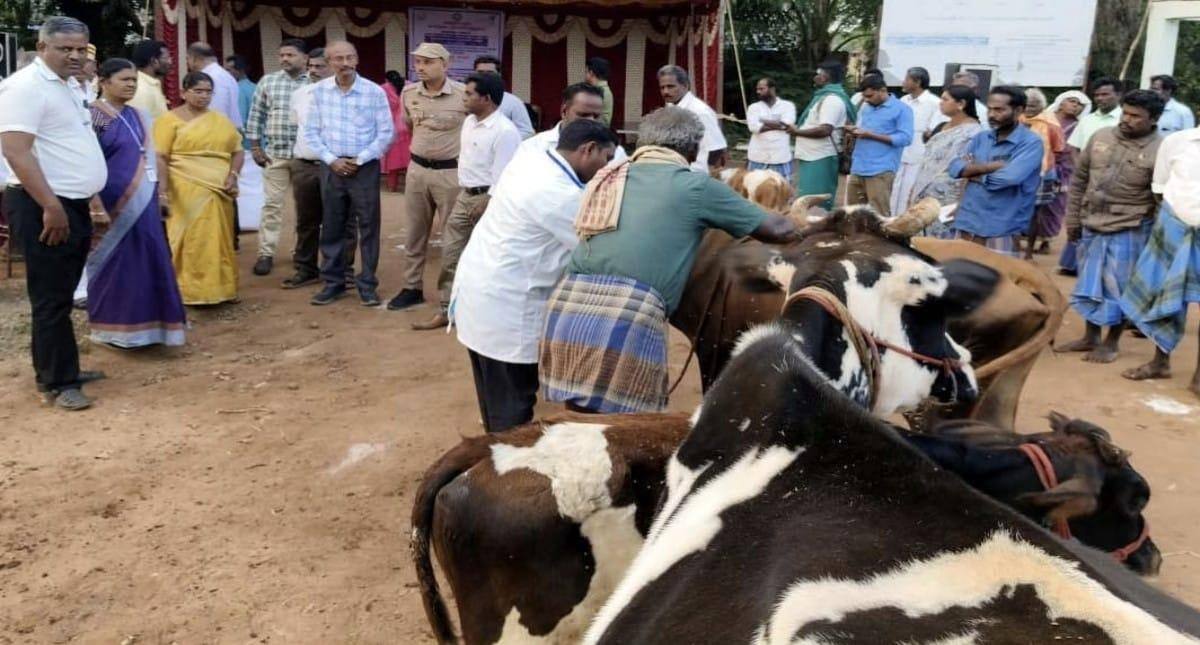 சிவகங்கை மாவட்டத்தில் கால்நடைகளுக்கு கோமாரி தடுப்பூசி முகாம்: இலவச தடுப்பூசி, பயன்பெறும் மாட்டினங்கள் 2 லட்சத்திற்கு மேல்!