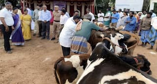 சிவகங்கை மாவட்டத்தில் கால்நடைகளுக்கு கோமாரி தடுப்பூசி முகாம்: இலவச தடுப்பூசி, பயன்பெறும் மாட்டினங்கள் 2 லட்சத்திற்கு மேல்!
