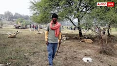 Mysterious Death Of Over 100 Sheep In Lucknow Triggers Panic, CM Yogi Orders Probe