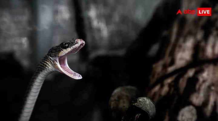 दुनियाभर में करीब 3789 प्रकार की सांपों की प्रजातियां पाई जाती हैं. हर प्रजाति का आकार, खान-पान और उम्र अलग-अलग होती है. यही कारण है कि सभी सांपों की जिंदा रहने की क्षमता भी एक जैसी नहीं होती है.