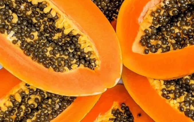 वजन घटाना: अगर आप वजन घटाने की कोशिश कर रहे हैं, तो पपीते के बीज आपके स्वास्थ्य के लिए फायदेमंद हैं। इनमें फाइबर और एंटीऑक्सीडेंट होते हैं जो पाचन क्रिया को बेहतर बनाते हैं। पपीता शरीर को विषाक्त पदार्थों से मुक्त करता है और वसा जलाने में मदद करता है। संतुलित आहार के साथ सेवन करने पर पपीता स्वस्थ वजन बनाए रखने में सहायक होता है।