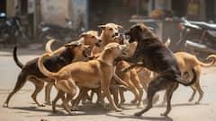 நாய்க்கடி: 6.50 லட்சம் பேர் பாதிப்பு! திருவள்ளூர், செங்கல்பட்டு, காஞ்சிபுரம் நிலை கவலைக்கிடம்! அதிர்ச்சி ரிப்போர்ட்!