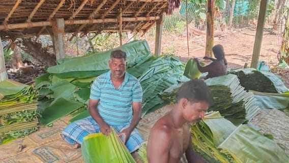 விளைச்சலை குறைத்த கடும் பனிப்பொழிவு: தஞ்சையில் விலை உயர்ந்தது வாழை இலை