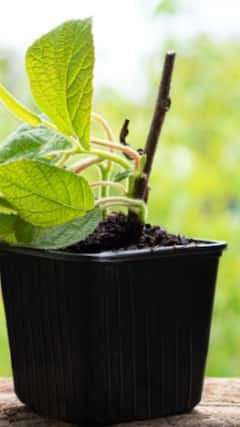 गमले में कैसे उगा सकते हैं ग्वार की फली?