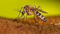 તમિલનાડુમાં ફેલાયુ ડેન્ગ્યૂ, 2025 માં 25 હજાર લોકો આવ્યા ઝપેટમાં, શહેરી વિસ્તારોમાં વધ્યો પ્રકોપ