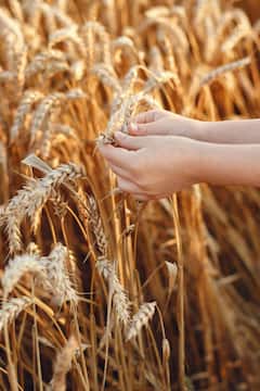 गव्हाच्या पिकासाठी धुकं का गरजेचं? माहितीये?