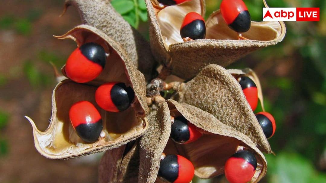 What is Ratti and why gold was measured in ratti in ancient India पुराने जमाने में रत्ती से तोला जाता था सोना, आखिर क्या होती है रत्ती?