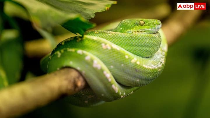 ऐसा कोई बायोलॉजिकल नियम नहीं है जो यह तय करें कि एक सांप एक साल में कितनी बार काट सकता है. सांप तब काटता है जब उसे खतरा महसूस होता है या फिर उसे शिकार करने की जरूरत होती है.