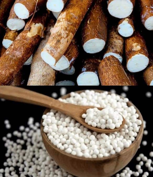 விவசாயிகளின் கண்ணீர் ; ஜவ்வரிசி தொழிலில் கலப்படம் !! அரசு நடவடிக்கை தேவை cassava Javvarisi Adulteration in the industry tnn விவசாயிகளின் கண்ணீர் ; ஜவ்வரிசி தொழிலில் கலப்படம் !! அரசு நடவடிக்கை தேவை