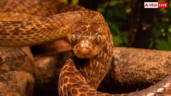 Snake Bite Limit: दुनिया में कई तरह के सांप पाए जाते हैं. कुछ सांप जहरीले होते हैं तो कुछ नहीं होते.आइए जानते हैं कि सांप 1 साल में कितनी बार काटता है.